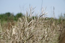 IMG_8297r.jpg