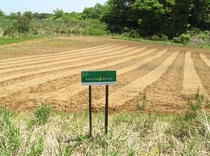 P5310013t64.jpg
