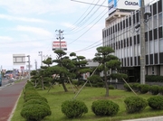P8160013tr46.jpg